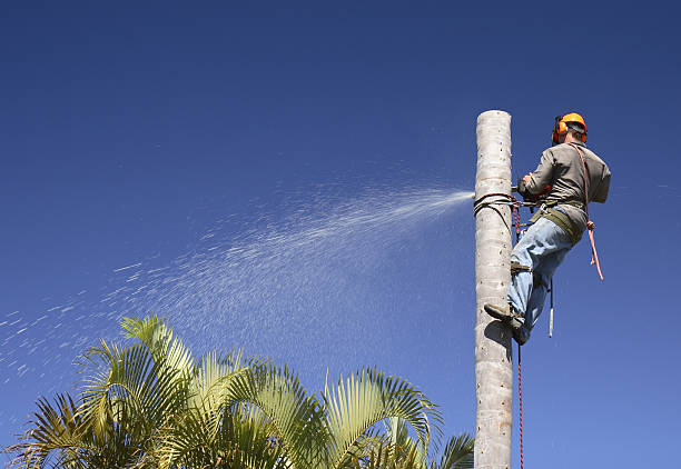 Professional Tree Services in Kapaau, HI