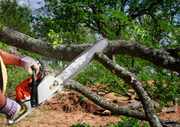 How Our Tree Care Process Works  in  Kapaau, HI